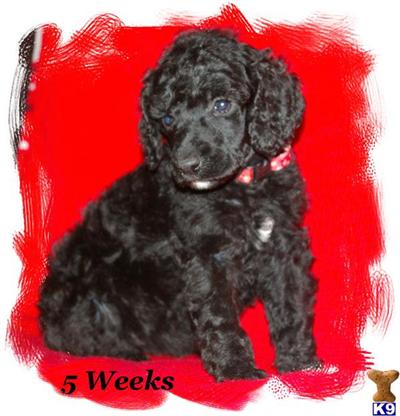Poodle Puppies for Sale