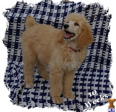 Hypoallergenic Dogs