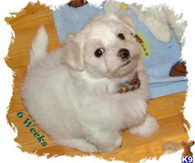 Maltese Puppies for Sale
