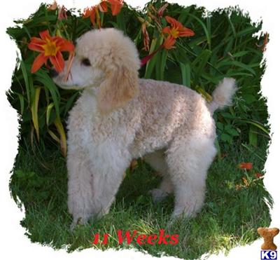 Hypoallergenic Dogs