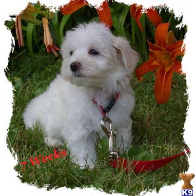 Maltese Puppies for Sale