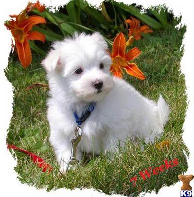 Maltese Puppies for Sale