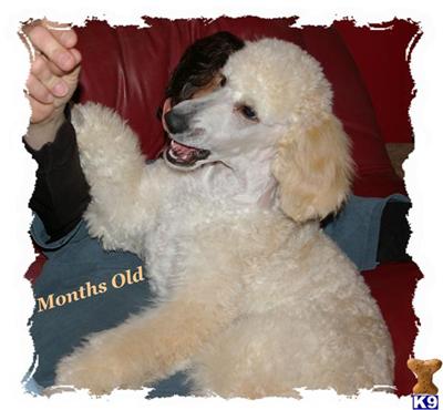 Poodle Puppies for Sale