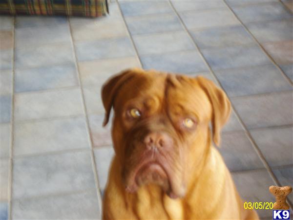Stud Dogs - Dogue De Bordeaux