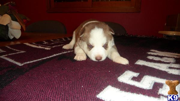 Siberian Husky Puppies in TX