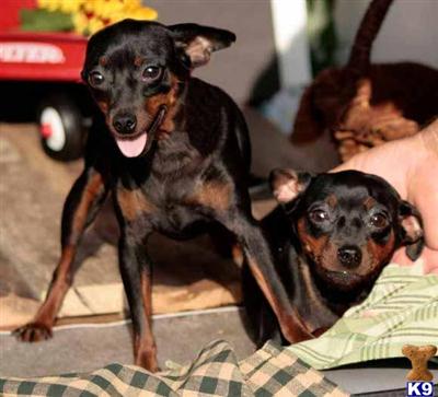 Miniature Pinscher Puppies for Sale