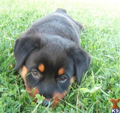 Rottweiler Puppies for Sale
