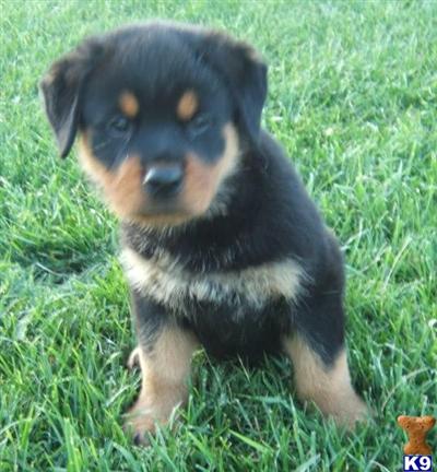 Rottweiler Puppies for Sale