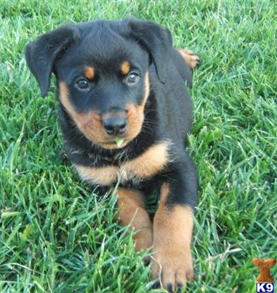 Rottweiler Puppies for Sale