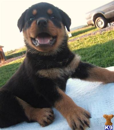 Rottweiler Puppies for Sale