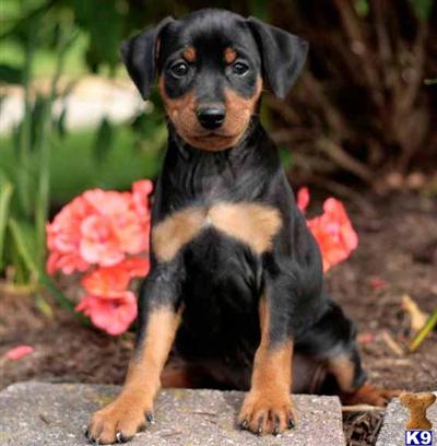 Miniature Pinscher Puppies for Sale