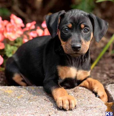 Miniature Pinscher Puppies for Sale