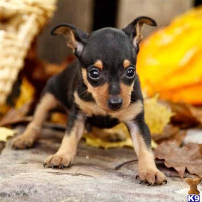 Miniature Pinscher Puppies for Sale