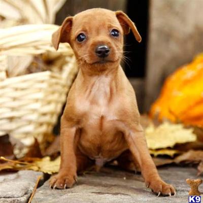 Miniature Pinscher Puppies for Sale