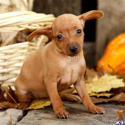Miniature Pinscher Puppies for Sale