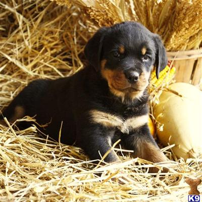 Rottweiler Puppies for Sale