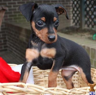 Miniature Pinscher Puppies for Sale
