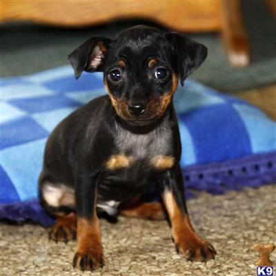Miniature Pinscher Puppies for Sale