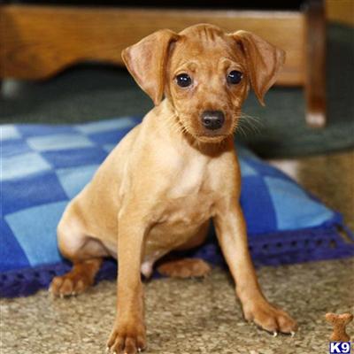 Miniature Pinscher Puppies for Sale