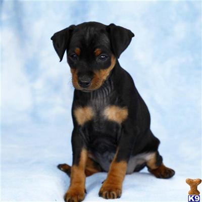 Miniature Pinscher Puppies for Sale