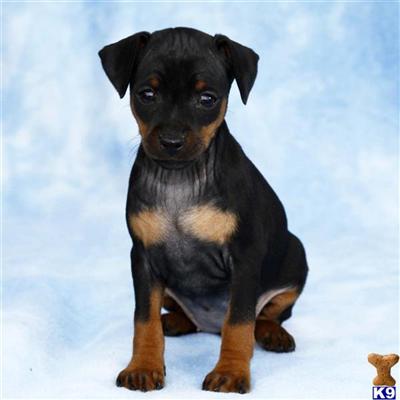 Miniature Pinscher Puppies for Sale