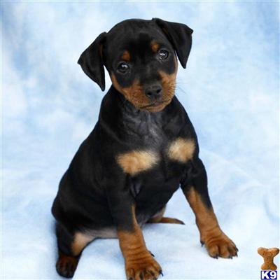 Miniature Pinscher Puppies for Sale