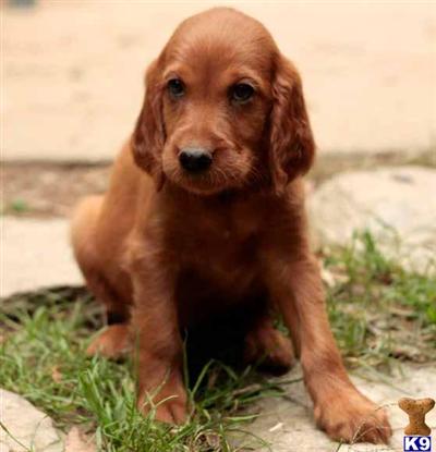 Irish Setter Puppies for Sale