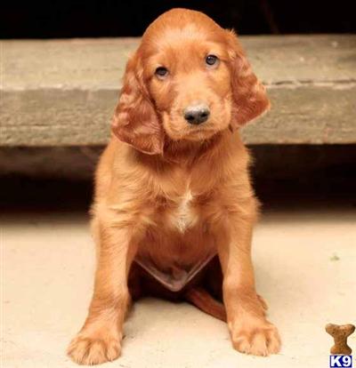 Irish Setter Puppies for Sale