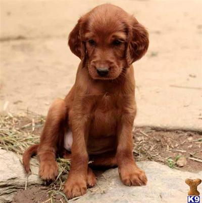 Irish Setter Puppies for Sale