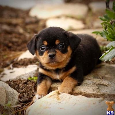 Rottweiler Puppies for Sale