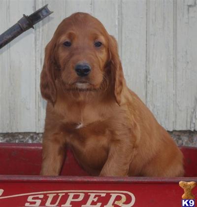 Irish Setter Puppies for Sale