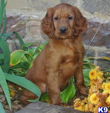 Irish Setter Puppies for Sale