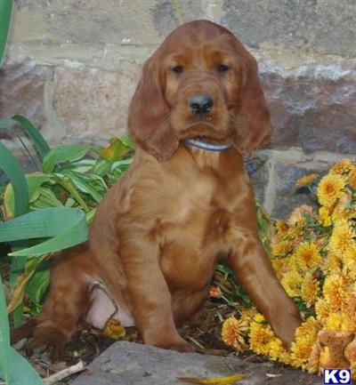 Irish Setter Puppies for Sale