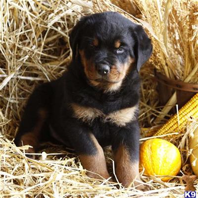 Rottweiler Puppies for Sale