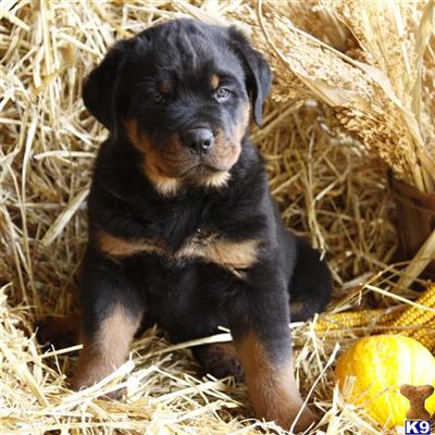 Rottweiler Puppies for Sale