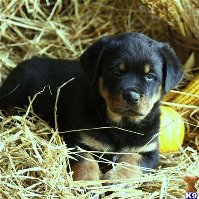 Rottweiler Puppies for Sale
