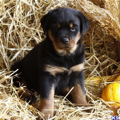 Rottweiler Puppies for Sale