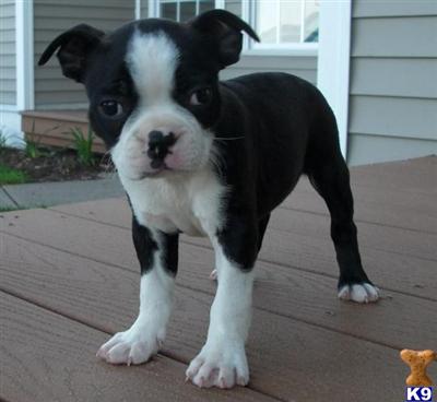 Boston Terrier Puppies for Sale