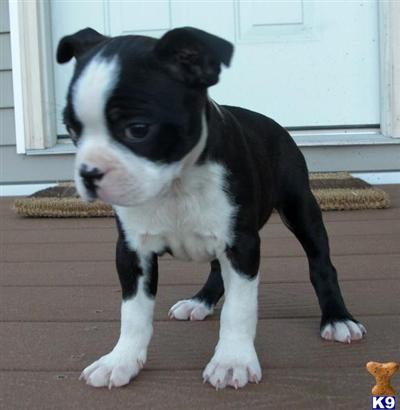 Boston Terrier Puppies for Sale