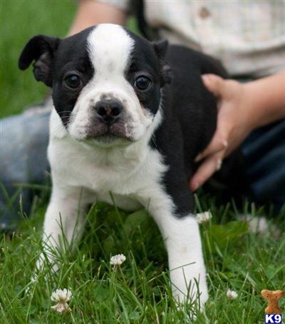 Boston Terrier Puppies for Sale