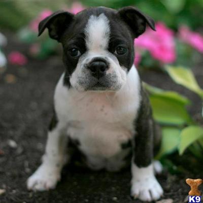 Boston Terrier Puppies for Sale