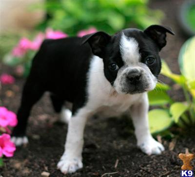 Boston Terrier Puppies for Sale
