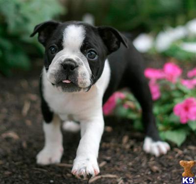 Boston Terrier Puppies for Sale