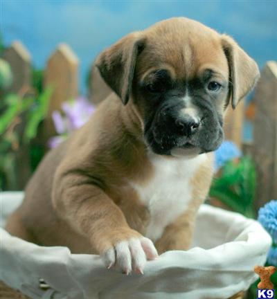 Boston Terrier Puppies for Sale