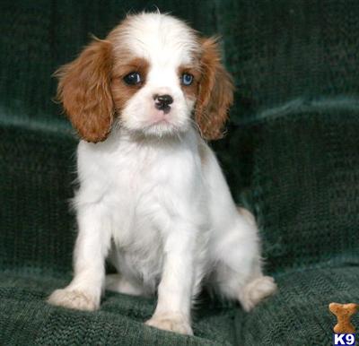 Cavalier King Charles Spaniel Puppies for Sale