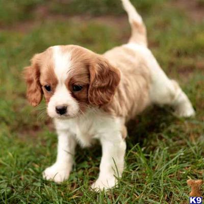 Cavalier King Charles Spaniel Puppies for Sale