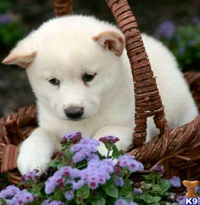 Shiba Inu Puppies for Sale