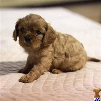 Cavalier King Charles Spaniel Puppies for Sale