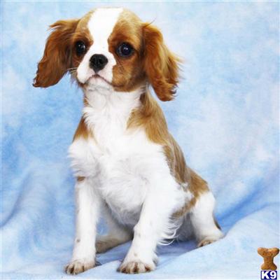 Cavalier King Charles Spaniel Puppies for Sale