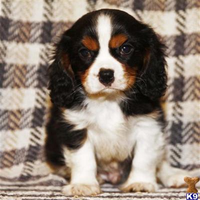 Cavalier King Charles Spaniel Puppies for Sale